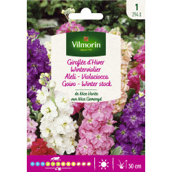 Semences de giroflée d'Hiver de Nice variée VILMORIN