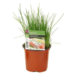 Ciboulette en pot : Plante aromatique fraîche pour votre cuisine

