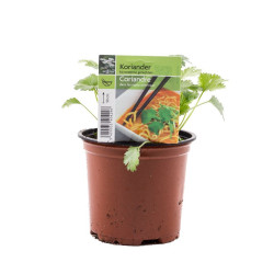 Coriandre en pot : Plante fraîche pour votre cuisine

