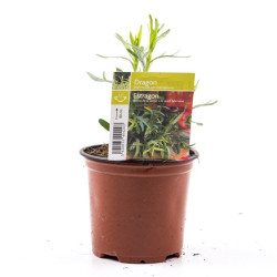 Estragon en pot - Plante aromatique fraîche pour cuisine

