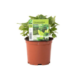 Citronnelle en pot : Plante aromatique et répulsive

