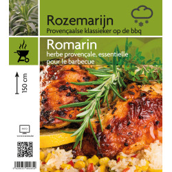Romarin en pot - Plante aromatique pour cuisine

