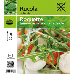 Roquette en pot : Plante aromatique facile à cultiver

