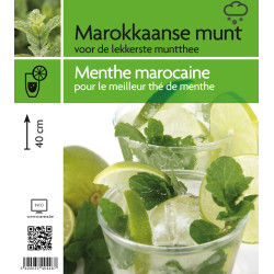 Menthe Marocaine en Pot - Plante Aromatique Authentique

