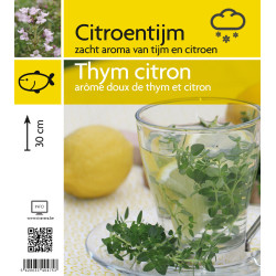 Thym Citron en Pot - Plante Aromatique pour Cuisine

