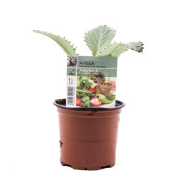 Artichaut en pot : Plante d'intérieur facile à cultiver

