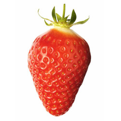 Fraisier Gariguette en pot - Plante à fraises savoureuses

