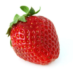 Fraisier Mme Moutot en pot - Plante de qualité

