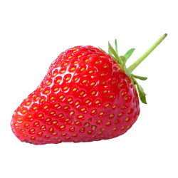 Fraisier Charlotte en pot - Plante à fraises pour jardin

