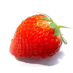 Fraisier Gorella en pot - Plante à fraises savoureuses

