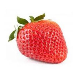 Fraisier Korona en pot - Plante à cultiver facilement