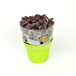 Basilic Pourpre en Pot - Plante Aromatique pour Cuisine