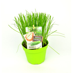 Ciboulette en pot : Plante aromatique fraîche pour votre cuisine