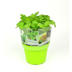 Coriandre en pot : Plante fraîche pour votre cuisine