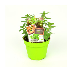 Origan Grec en Pot - Plante Aromatique Fraîche