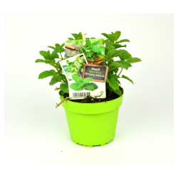 Menthe Marocaine en Pot - Plante Aromatique Fraîche