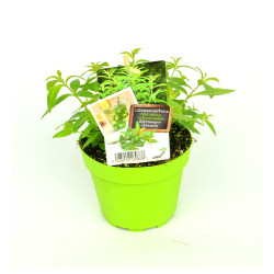 Verveine Citronnelle en Pot - Plante Aromatique & Parfumée