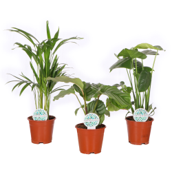 Plante verte d'intérieur en pot : Achetez en ligne – Plantes