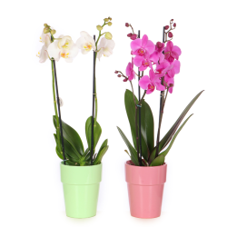 Orchidée Phalaenopsis en Pot - Plante d'Intérieur Élégante