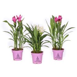 Curcuma en pot : Plante d'intérieur facile à cultiver