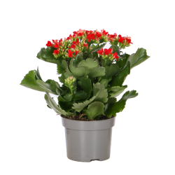 Kalanchoé Succulente Flamant rose en pot - Plante