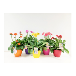 Gerbera Garvinea en pot - Plantes éclatantes pour votre jardin