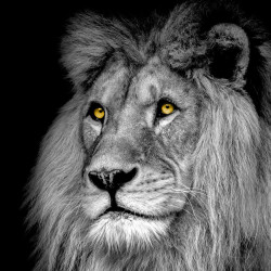 Impression sur verre Lion 45x45cm CEANOTHE Toile | CEANOTHE