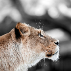 Impression sur verre Love Lionne 30x30cm CEANOTHE | CEANOTHE