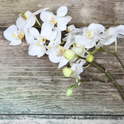 Impression sur verre Orchidée 30 x 30 cm CEANOTHE Toile murale | CEANOTHE