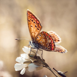 Toile Papillon Rouge 30x30cm CEANOTHE | CEANOTHE