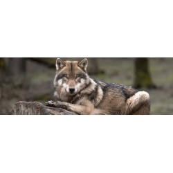 Impression sur verre Loup gris 97x30cm CEANOTHE | CEANOTHE