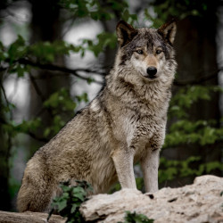 Impression sur plexiglas Loup 90 × 90 cm CEANOTHE Toile | CEANOTHE