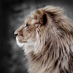 Toile « Love Lion » 30 x 30 cm CEANOTHE — art mural | CEANOTHE