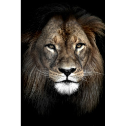 Toile Lion 45 x 65 cm CEANOTHE - Art & Décor | CEANOTHE
