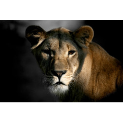 Toile Lionne & Ombre 65x45cm CEANOTHE | CEANOTHE