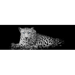 Impression sur verre Léopard couché 97x30cm CEANOTHE | CEANOTHE