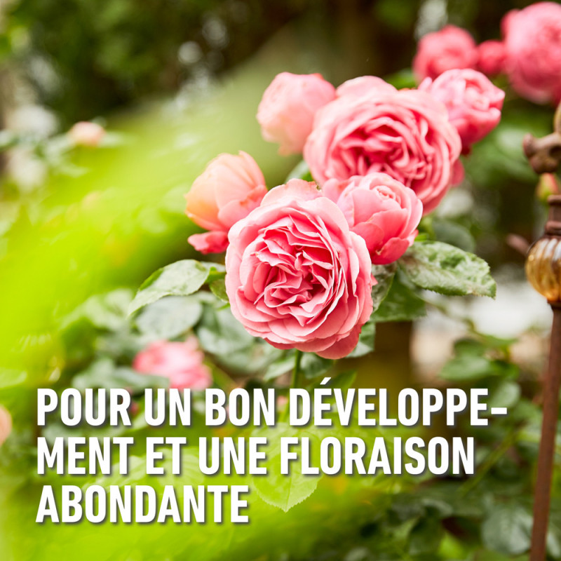 Engrais pour rosier 2 kg COMPO