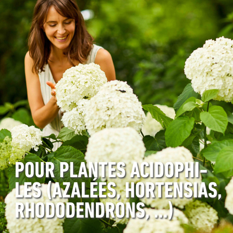 Engrais pour rhododendron 2 kg COMPO