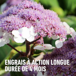 Engrais pour rhododendron 2 kg COMPO