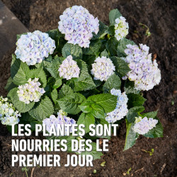 Engrais pour rhododendron 2 kg COMPO