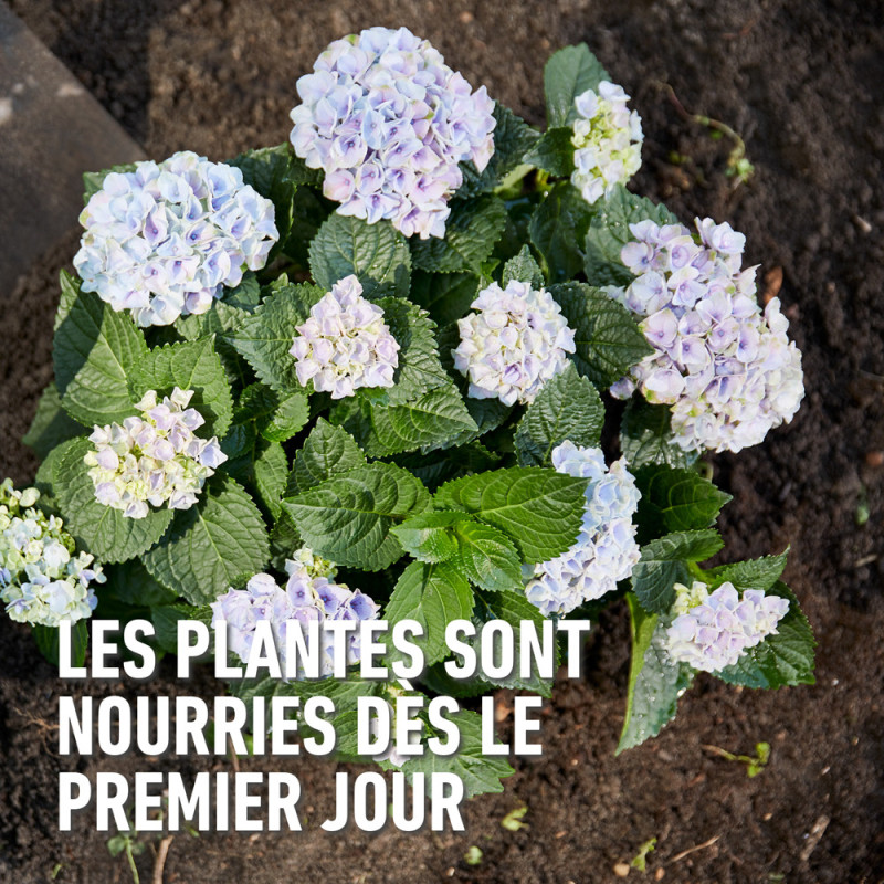 Engrais pour rhododendron 2 kg COMPO