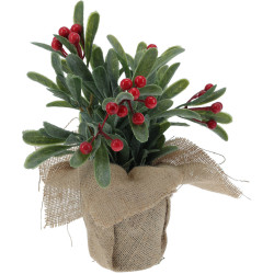 Plante en pot avec baies rouges 23 cm
