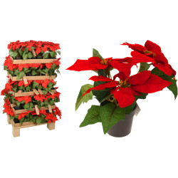 Fleur de Noël en pot 19 cm