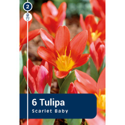Bulbes de tulipes Scarlet Baby 10 pièces