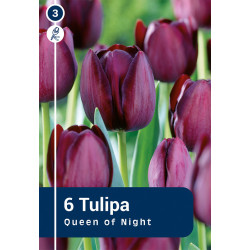 Bulbes de tulipes Queen of Night 10 pièces