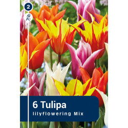 Bulbes de tulipes Lily Flowering Mix 10 pièces