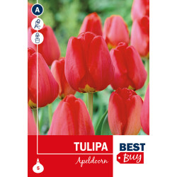Bulbes de tulipes Apeldoorn 5 pièces