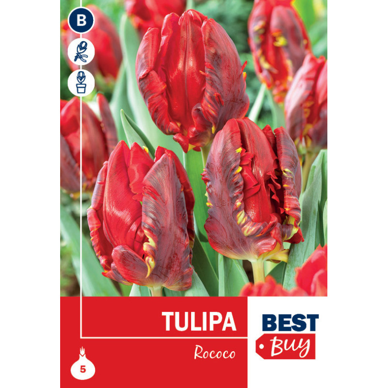 Bulbes de tulipes Rococo 8 pièces