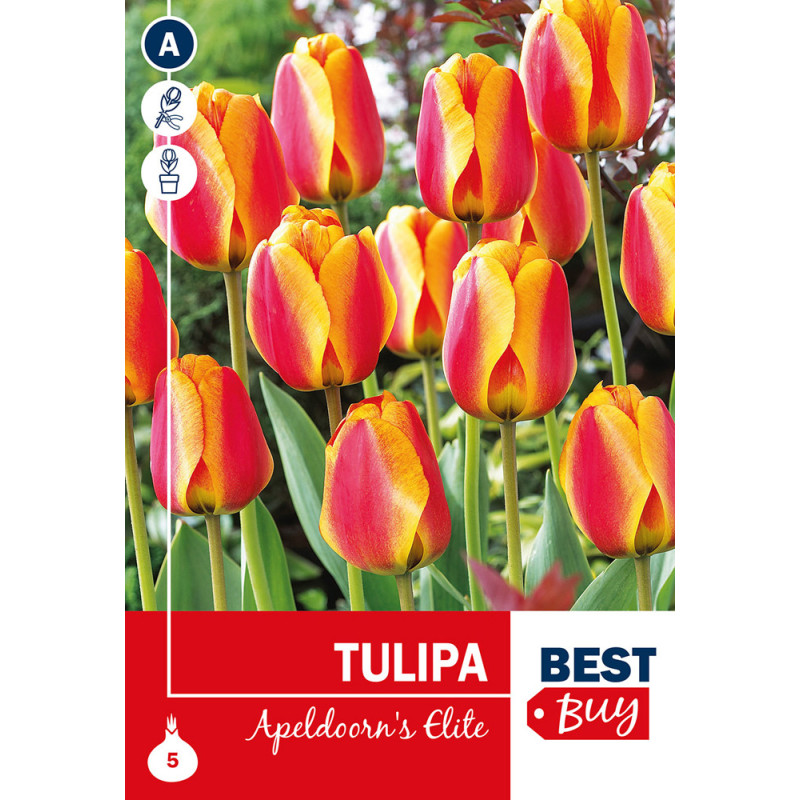 Bulbes de tulipes Apeldoorn's Elite 5 pièces