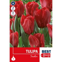 Bulbes de tulipes Seadov 5 pièces